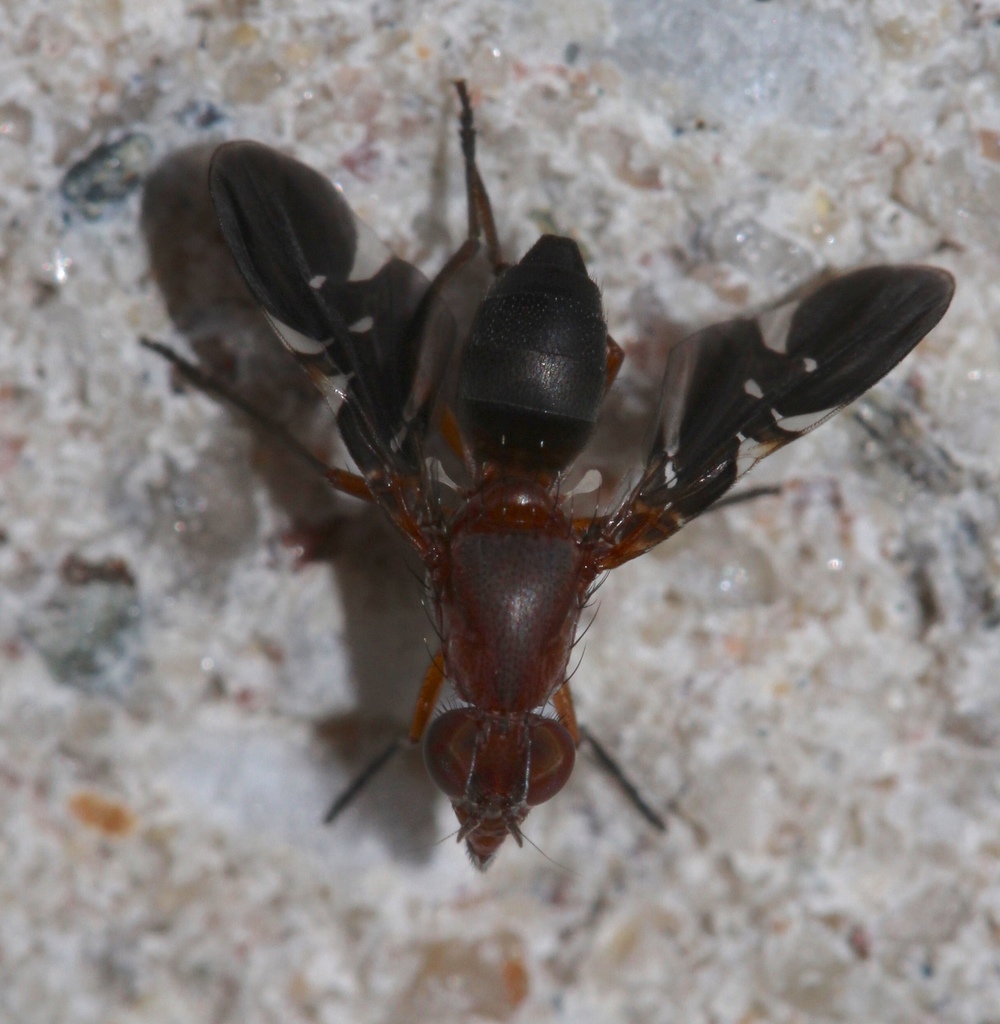 Winged Fly Common Picture-winged Fly from 1830 W Main St, Riverhead, NY, US on ...
