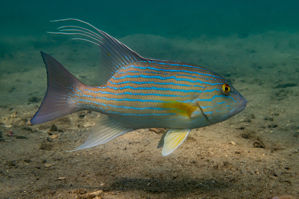 Chinamanfish (Symphorus nematophorus) — Lutjanidae