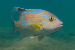 Chinamanfish photo 4