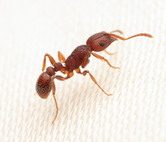 Tetramorium hispidum