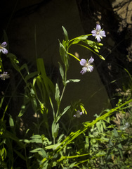 Epilobium glaberrimum