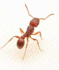 Tetramorium hispidum