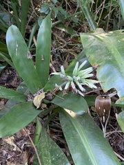 Billbergia amoena