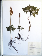 Sceptridium robustum