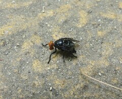 Prosthiochaeta bifasciata