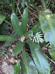 Billbergia amoena