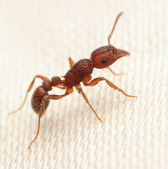 Tetramorium hispidum