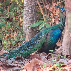 Pavo muticus