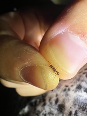 Tetramorium hispidum