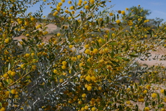Acacia melleodora