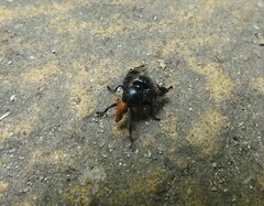 Prosthiochaeta bifasciata