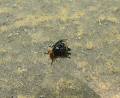 Prosthiochaeta bifasciata