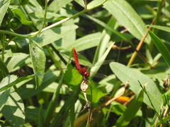 Crocothemis servilia