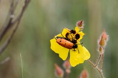 Hycleus duodecimpunctatus