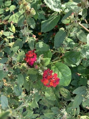 Lantana camara