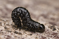 Coleoptera