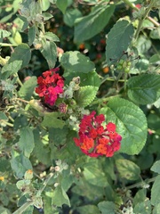 Lantana camara