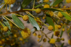 Acacia melleodora