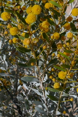 Acacia melleodora