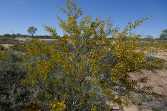 Acacia melleodora