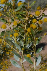 Acacia melleodora