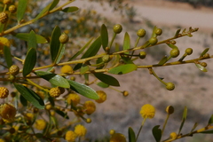Acacia melleodora