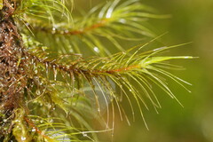 Dicranoloma menziesii