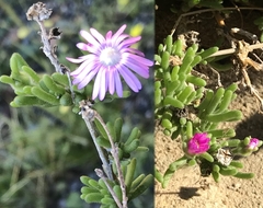 Delosperma pageanum