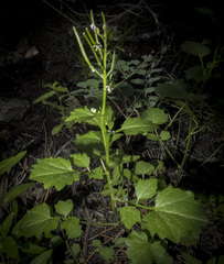 Cardamine breweri