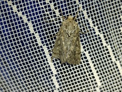 Dichagyris forcipula