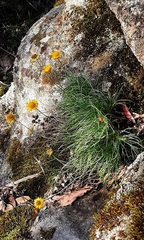 Leucochrysum graminifolium