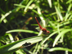 Crocothemis servilia