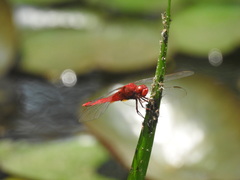 Crocothemis servilia