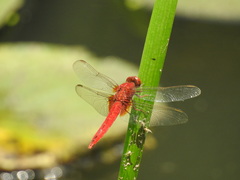 Crocothemis servilia