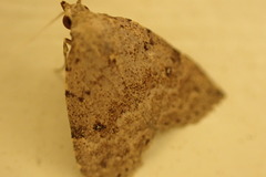 Tolpiodes oligolasia