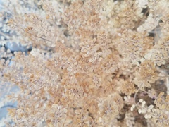 Lepidium lasiocarpum