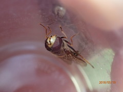 Metasyrphus