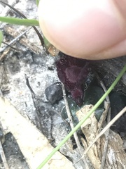 Corybas undulatus