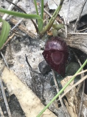 Corybas undulatus