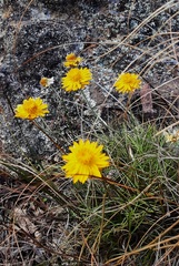 Leucochrysum graminifolium