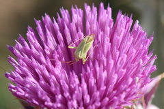 Thiomiris sulphureus