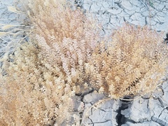 Lepidium lasiocarpum