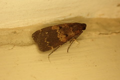 Hydrillodes funestalis