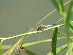 Orthetrum albistylum speciosum