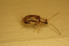 Monolepta australis