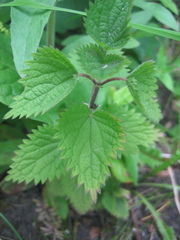 Urtica dioica