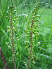 Neottia ovata