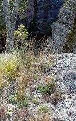 Leucochrysum graminifolium