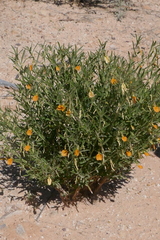 Pigea aurantiaca