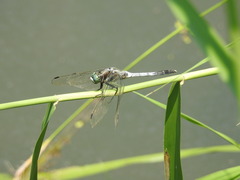 Orthetrum albistylum speciosum